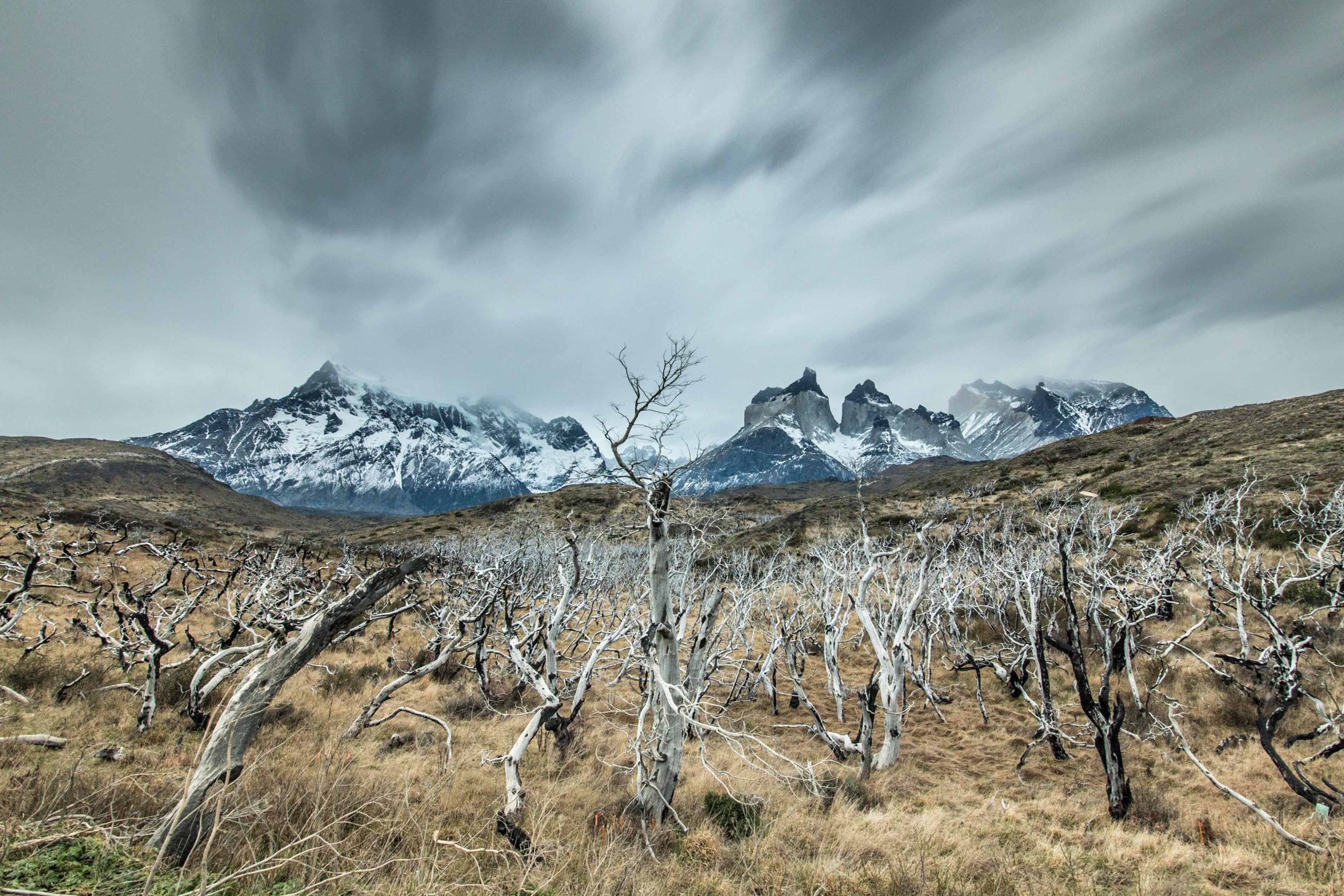 Lee más sobre el artículo ¿Qué consecuencias tienen los incendios forestales en la biodiversidad de Torres del Paine?